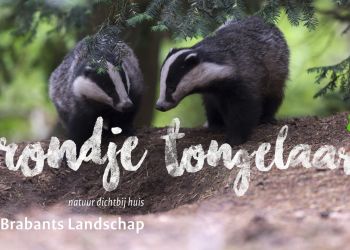 Gratis gidswandelingen